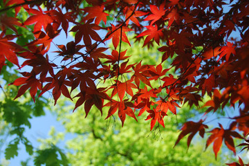 red leaf