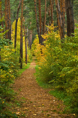 Fototapeta premium Trail in a autumn forest