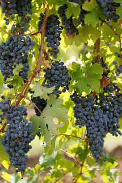 Black grape vine