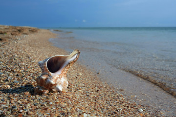 seashell on the sea coast