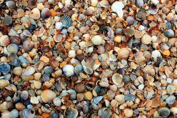 seashell background