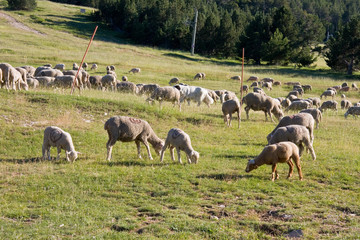 Obraz premium Moutons112.CR2