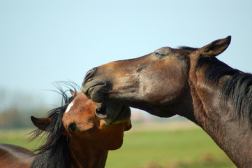 Verliebte Pferde © Otmar Smit