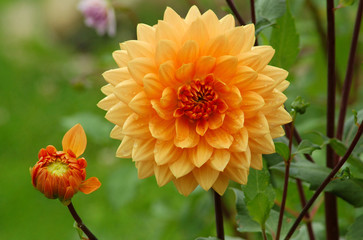 Orange Dahlie