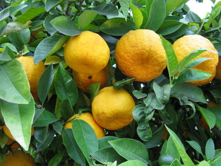 Orangen am Baum