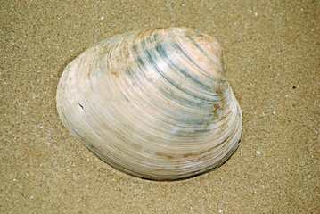 Shell