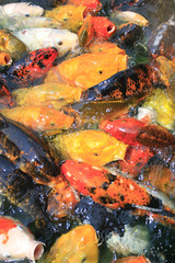 Fototapeta na wymiar Koi Fish Feeding