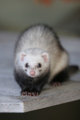 lyly la petite furette