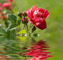 Beautiful rose on a background a green grass