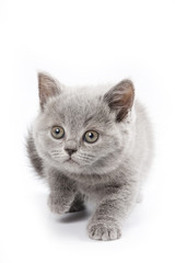 Fototapeta na wymiar Brytyjski kot na białym tle