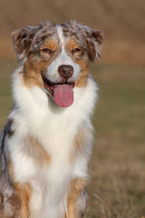 berger australien assis