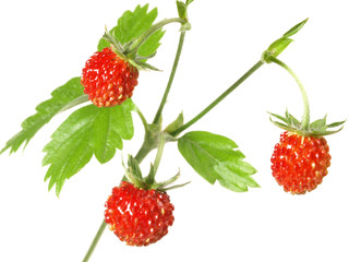 Erdbeeren / isoliert