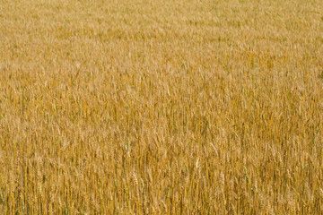 Fototapeta premium field of wheat