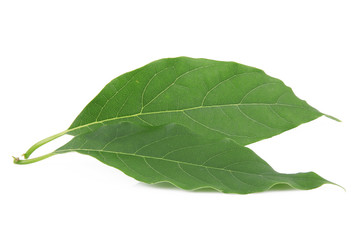 Obraz premium foglia