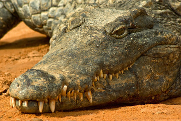 crocodiles du nil