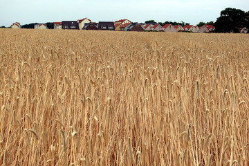 Getreide Feld und Häuser
