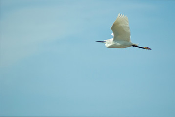 aigrette - camargue