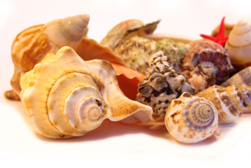 Seashells macro