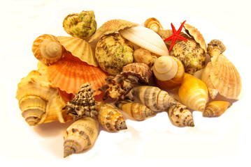 Seashells isolated