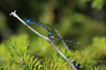 Dragonfly reproduction