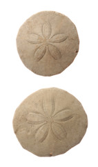 Common Sand Dollars