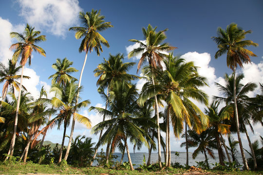 Caribbean Landscape
