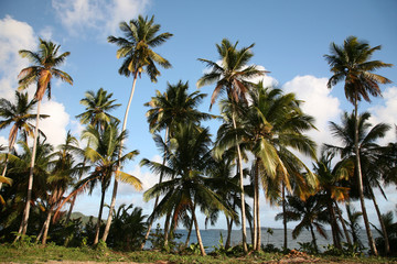 Fototapeta na wymiar Caribbean Landscape