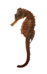 Sea Horse