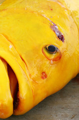 large yellow fish