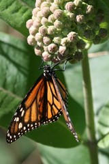 Naklejka premium Monarch butterfly on a milkweed plant