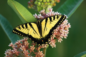 Eastern swallowtail butterfly on a milkweed plant