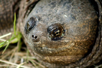 Close Up Turtle