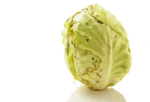 Cabbage