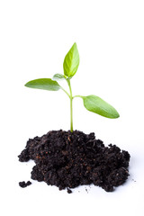 Transplant of a tree