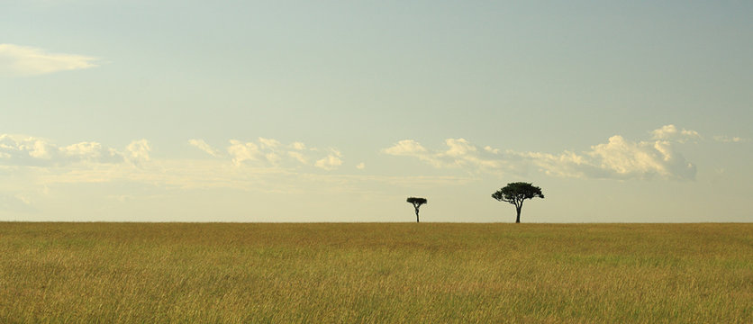 Fototapeta Two Acacia trees