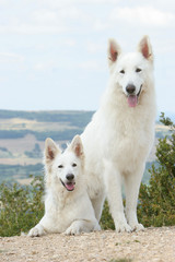 berger blanc suisse