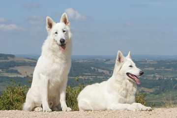 berger blanc suisse