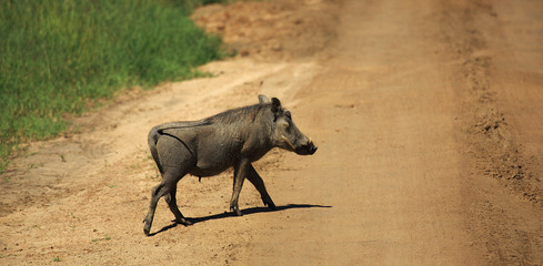 Warthog crossing a track