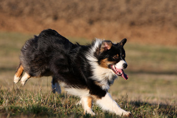 course de berger australien