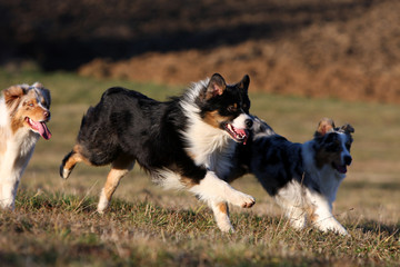 course de trois bergers australiens