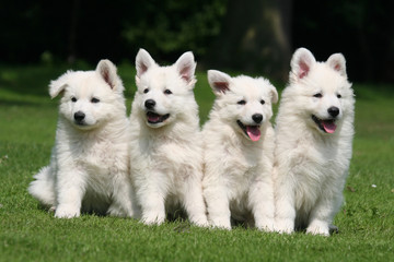 berger blanc suisse