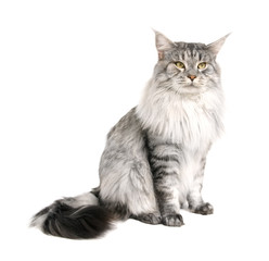 Fototapeta premium maine coon na białym tle na wihite tle