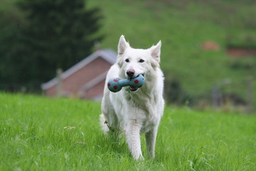 chien qui rapporte