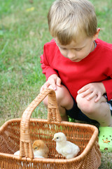 boy and chicken