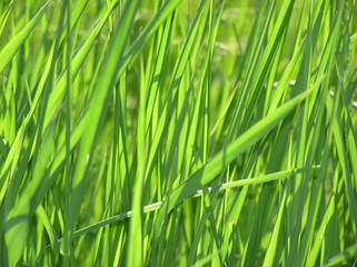 Green Gras