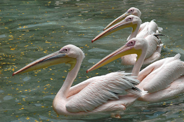 swimming pelicans