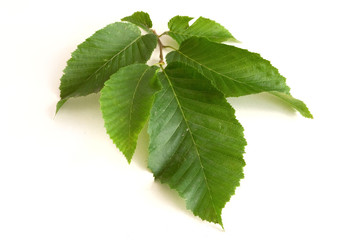 Hornbeam