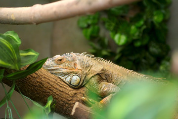 iguana