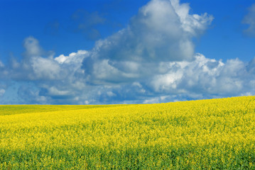 Obraz premium Canola Field and Sky