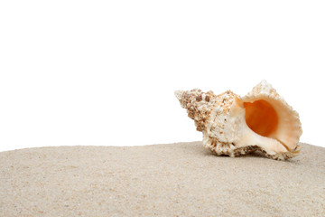 Coquillage sur une plage